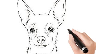 How to draw a Chihuahua dog