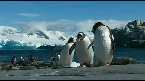 The Penguins of the Antarctic Peninsula