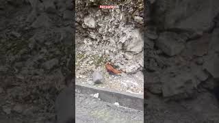 Red panda in holy water road #panda #reels #holywater #shorts #babypanda #arunachalpradesh