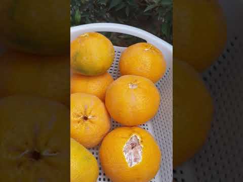 محصول اليوسفي المنزلي ازرع يوسفي في حديقة البيت