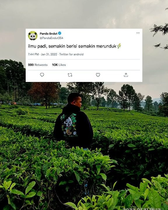 Story' wa ilmu padi || semakin berisi semakin merunduk🌾🌾🌾