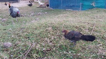 Me nyuam qaib txuam pom 2