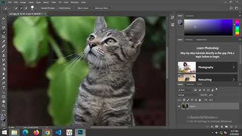 Basic Tool Explanation & Cat Butterfly Manipulation Photoshop Tutorial