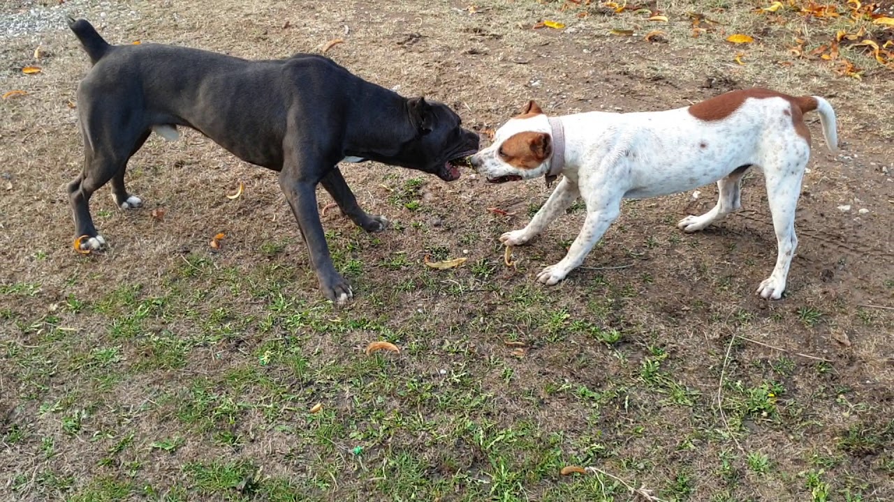 Pitbull vs Cane corso - YouTube