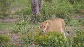 Holiday in South Africa 1 - Lions in Manyeleti Game Reserve