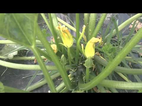 Fiori di zucca e di zucchino: la differenza fra femminili e maschili