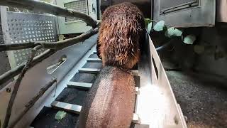 Busy Beavers Bring Home A Big Branch