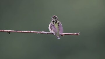 Hummingbird Vignettes 172