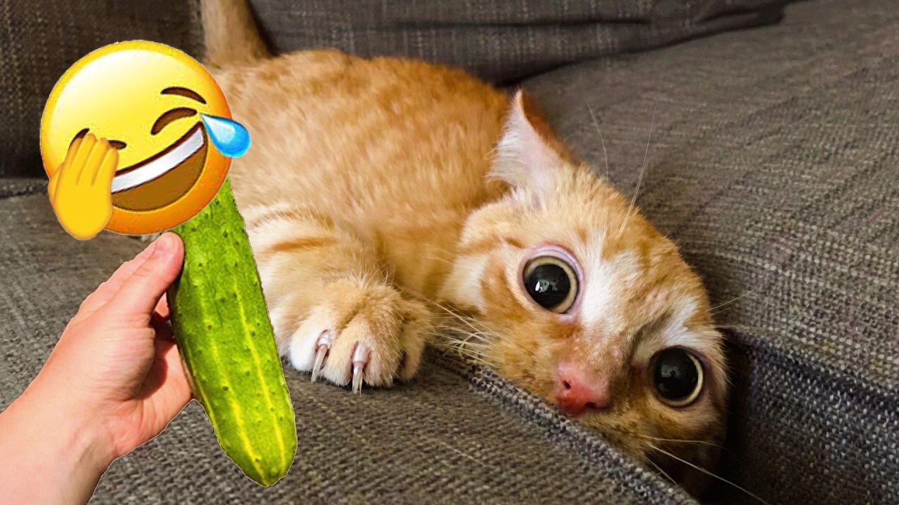 These funny cats and dogs of 2026 will make you laugh out loud 😝 - YouTube