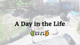 A Day in the Life at East Bay SPCA