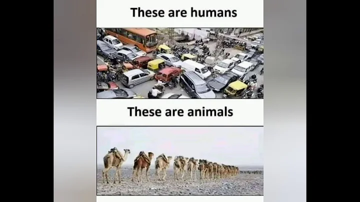 Difference between humans and animals.