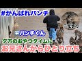パンチくん、おやつの時にお兄さんから独り立ち&枝葉をもって二足歩行がカワイイ 2026.03.03 市川市動植物園 #がんばれパンチ