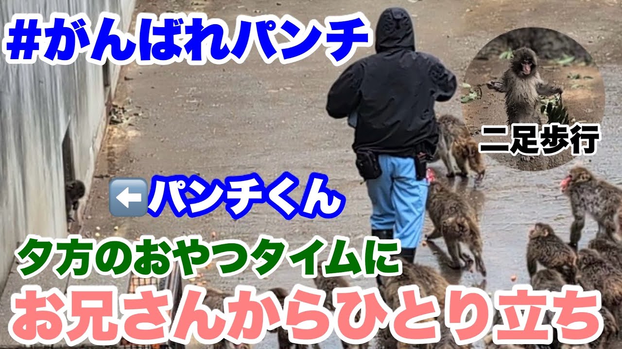 パンチくん、おやつの時にお兄さんから独り立ち＆枝葉をもって二足歩行がカワイイ　2026.03.03 市川市動植物園 #がんばれパンチ