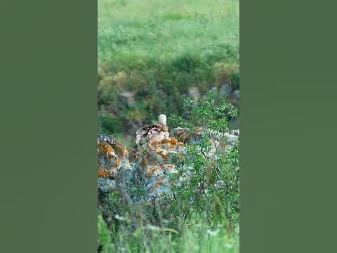 БЕЛОГОЛОВЫЙ СИП - YouTube