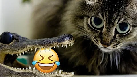 Video 2340311: pets laugh animals, funniest animal pets, funny cat