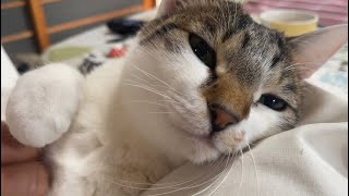 猫がマッサージで気持ち良くて幸せな気持ちになっています。/A cat that feels good with a massage