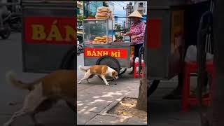 Top-tier acting skills #fun #shorts #funnyvideo #funnyshorts #funnycomedy #funnymoments #animals
