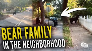 Family Came Across Bear Family Making Their Way Through the Neighborhood