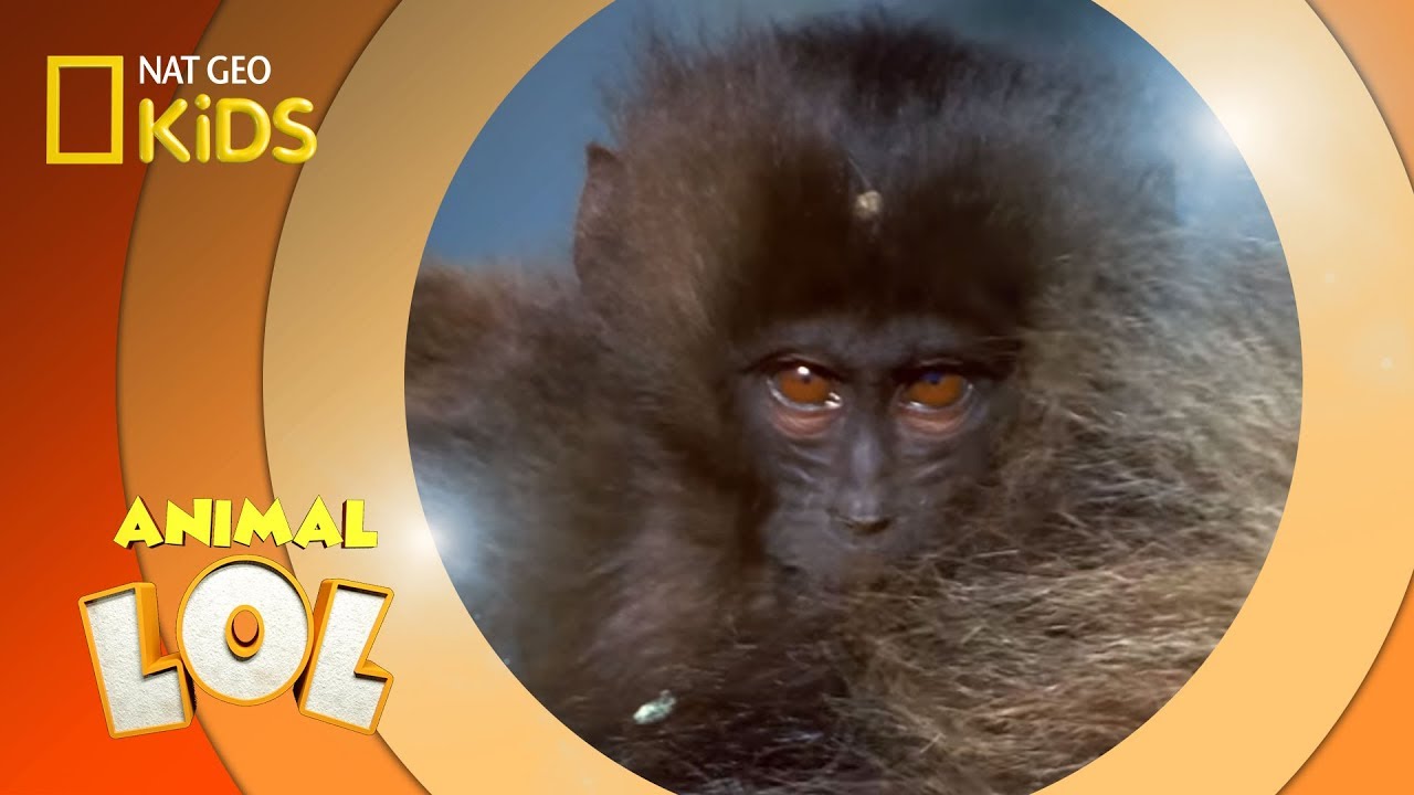 Baboon Loses Its Keys | Animal LOL