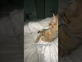 Kitten Doppelganger: Hilarious Resemblance to Boyfriend#kitten #cat #doppelganger #funny