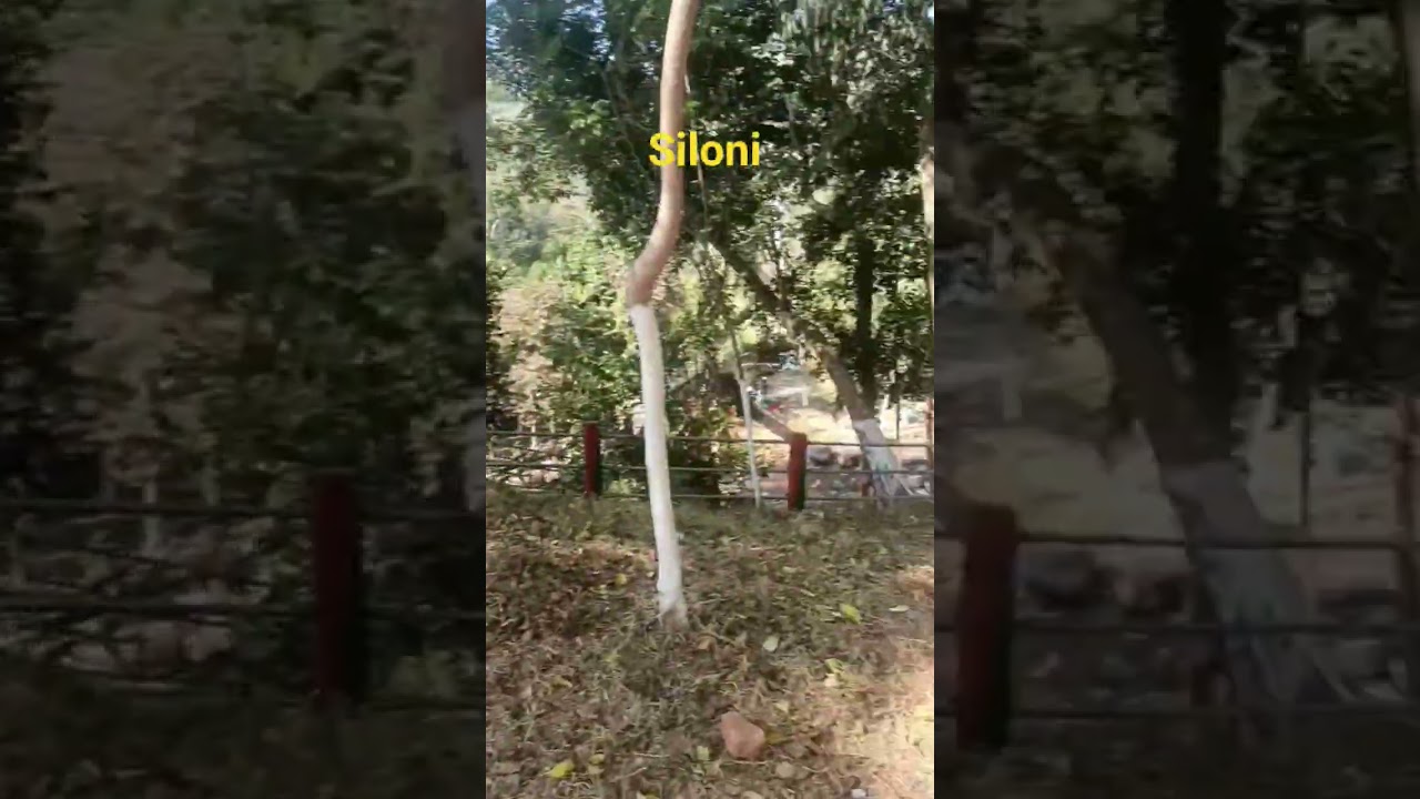 siloni💃