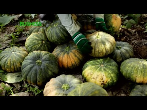 Video: Paano Mag-ani at Mag-imbak ng Mga Pumpkin Seed