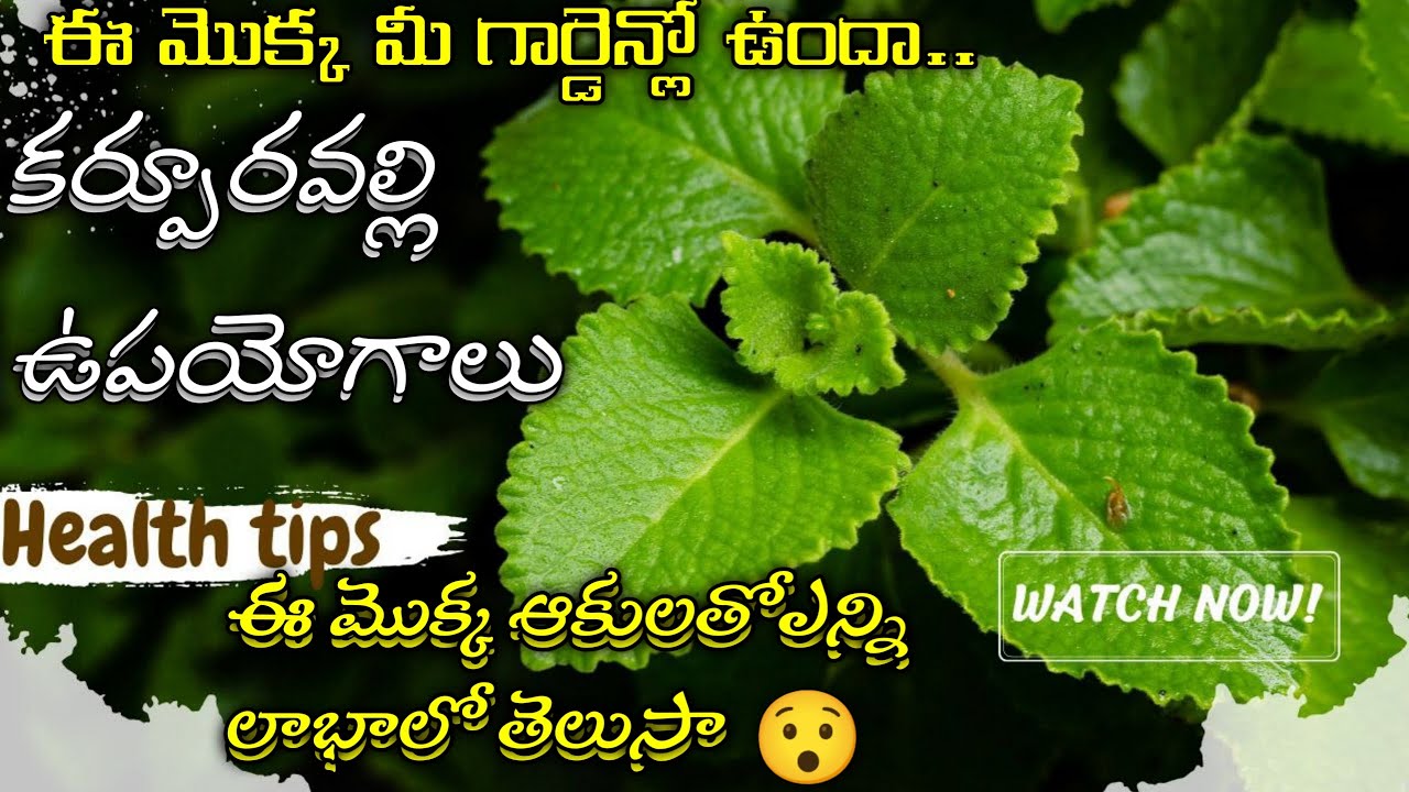 కర్పూరవల్లి గురించి తెలుసుకుందాం karpooravalli plant uses in telugu