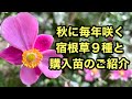 【秋のガーデニング】毎年咲く強い宿根草たちと新しく仲間入りした秋の花々をご紹介します。#ガーデニング #flowers #gardening #宿根草