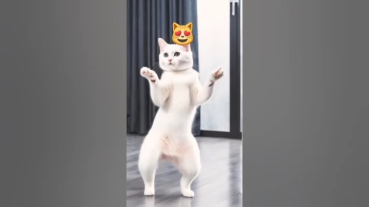 Video 9050061: post funny, laugh funny cat, funnycats dance