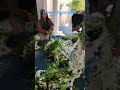Beautiful Hanging Flower Decoration 💐 | Garden Nepal #shorts