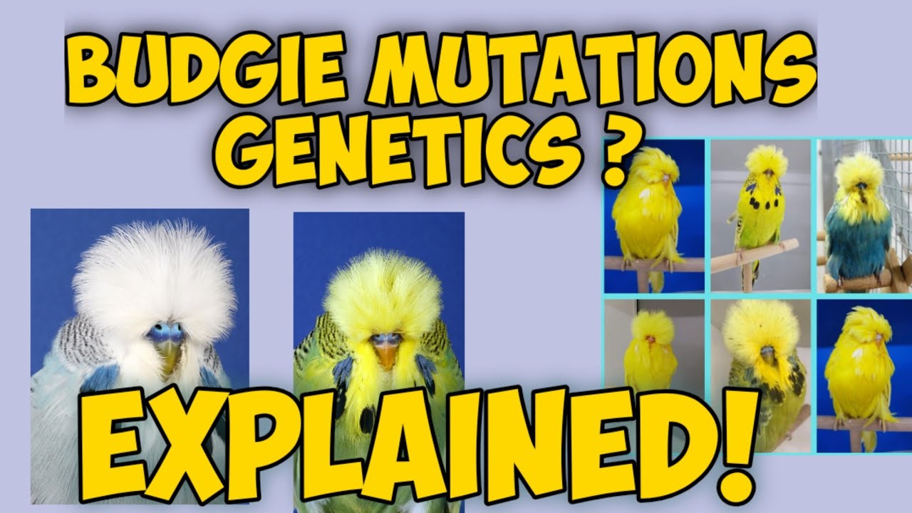 BUDGIE MUTATIONS AND GENETICS |BASIC GUIDELINES IN URDU/HINDI