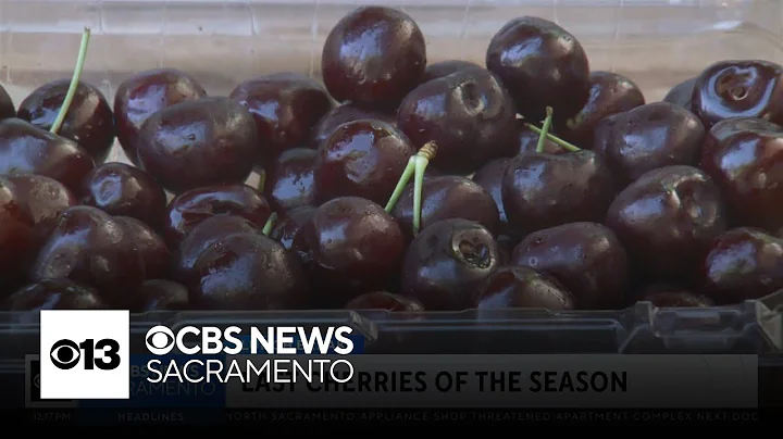 Last cherries of the season | Lunch Break with Michael Marks