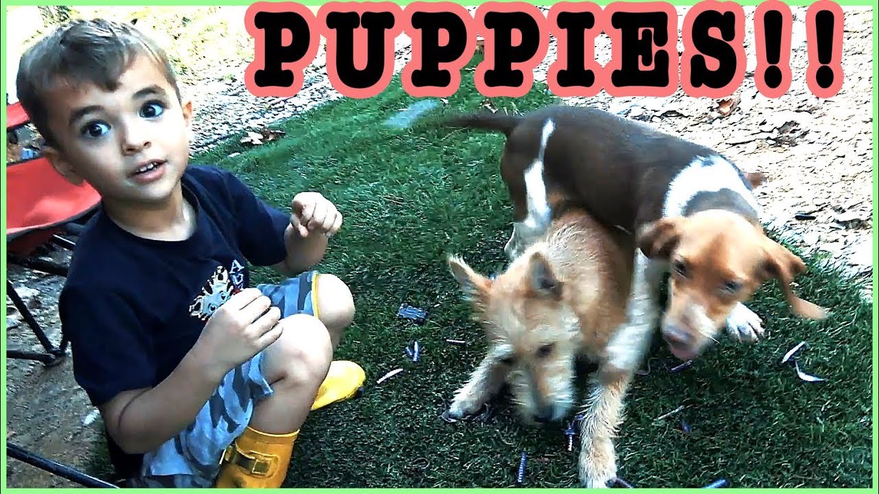 surprise new family pet New Family Pets?!