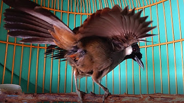 Khướu bạc má Múa Xòe Đuôi cực hay/Khướu múa kích bổi căng lửa múa theo