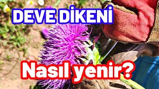 Faydaları saymakla bitmez soy soy ye deve dikeni nasıl yenir? Resimi