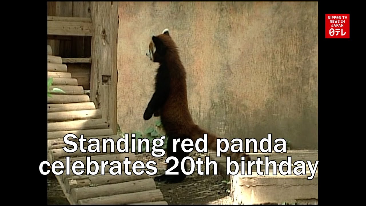 Standing red panda celebrates 20th birthday - YouTube