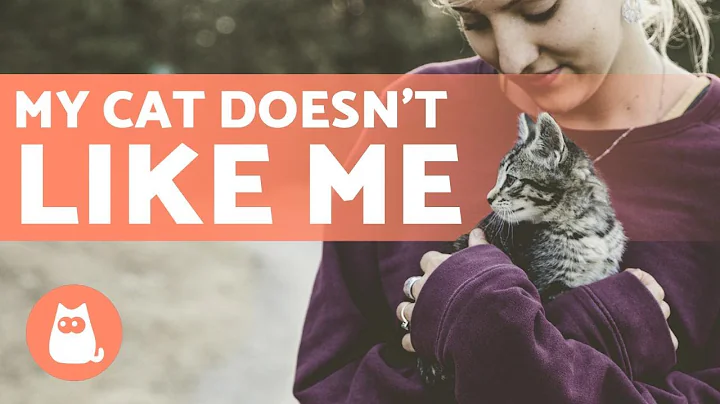 Why Doesn't My CAT LIKE ME? 🐱 💡 Reasons and Solutions! - DayDayNews