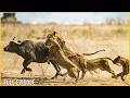LION ATTACKS: Deadliest Battles in the Wild Animal Kingdom | Nature Animal Documentary