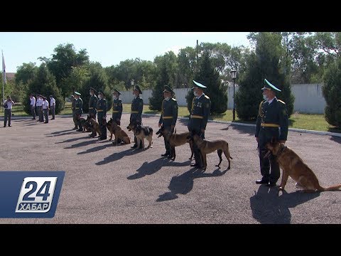 Бейне: Шекаралық терьер иттерінің тұқымы гипоаллергенді, денсаулығы мен өмірінің ұзақтығы