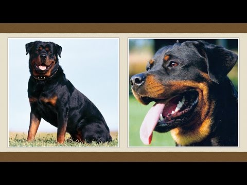 Videó: Rottweiler Kutyafajta Hipoallergén, Egészségi és élettartamú