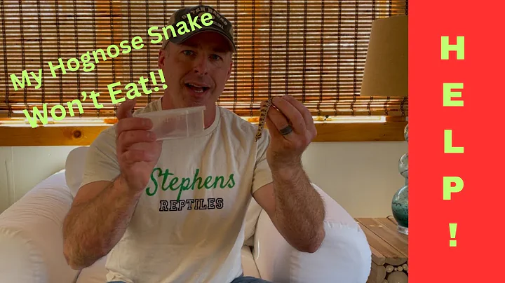 What To Do When Your New Hognose Snake Won’t Eat!