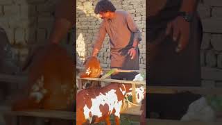 A Profitable Business of Lifestock 🐐🐄