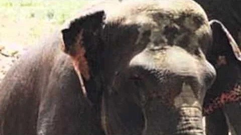 Inspiring Story: THE REMARKABLE TALE OF TWO ELEPHA...