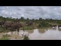 Close-up with beautiful Matriarch Tokwe, while all the elephants take to the dam