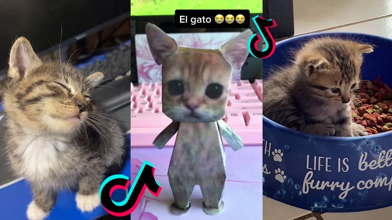 El Gato Tiktok Cat Compilation | El Gato Meme - Youtube