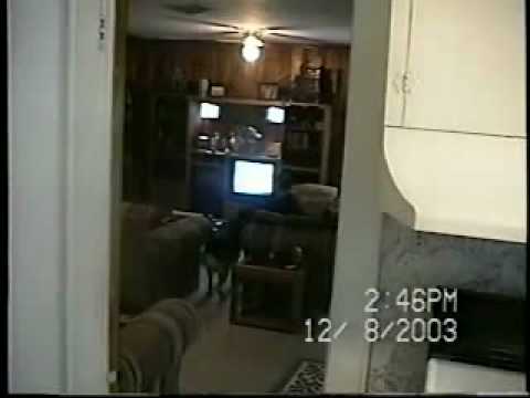 Dog Gets Beer From Fridge And Closes Door Dog Gets Beer From Fridge And Closes Door