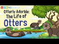 Sea Otter Behavior and Ecology