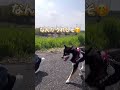 土手お散歩が嬉しい豆柴【柴犬】#shorts