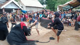 Bantengan Brutal ngamuk penonton kesurupan || Rojo Maheso Syuro mojokembang
