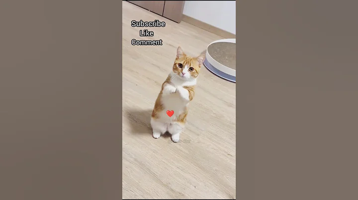 Video 11731181: cat meow kitten pets, cat meow pet animal, cat pets meow funny, pets meow cute kitten